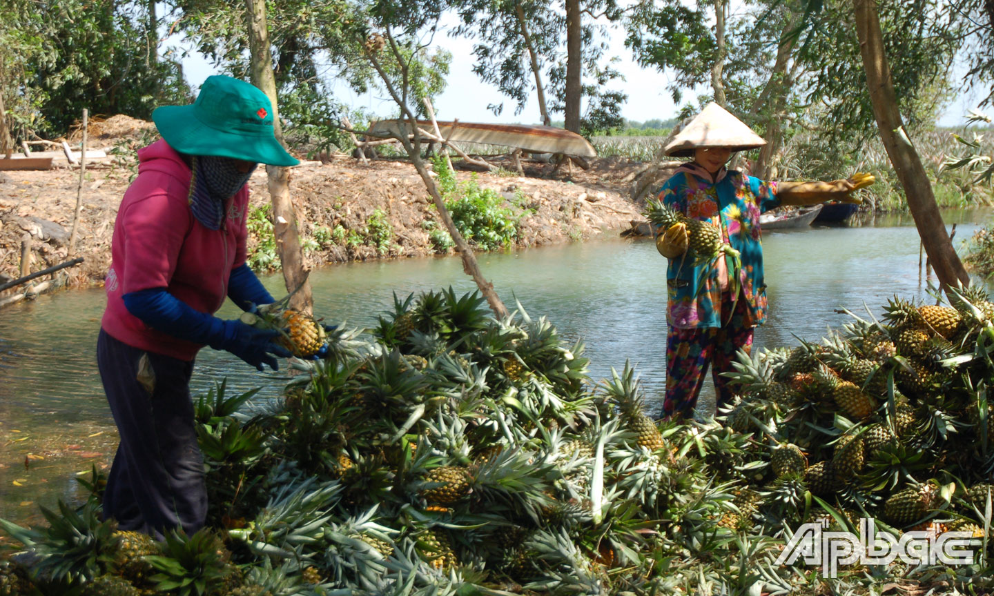 Nông dân xã Thạnh Hòa thu hoạch khóm.