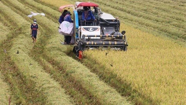 Rice crop harvest in the Mekong Delta province of Dong Thap. (Photo: VNA).