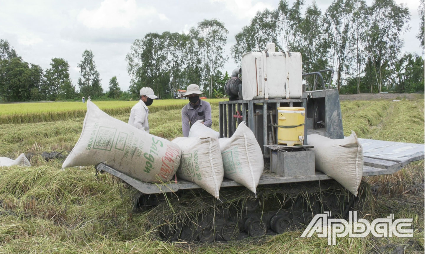 Huyện Cai Lậy nỗ lực phát triển sản xuất nông nghiệp bền vững.