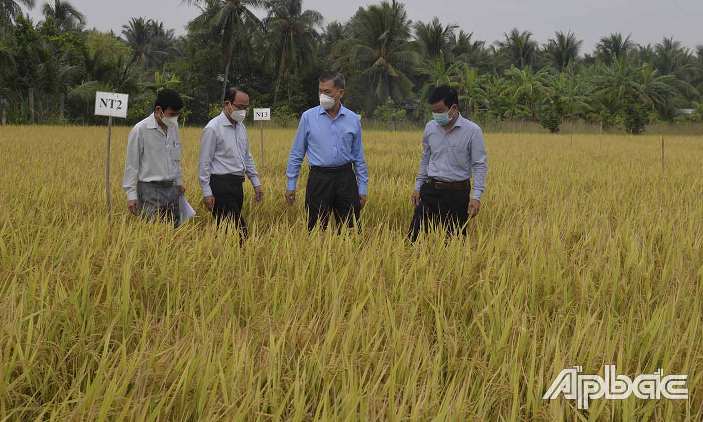 Các đại biểu khảo sát cánh đồng thực hiện thí nghiệm tại xã Thạnh Nhựt, huyện Gò Công Tây.