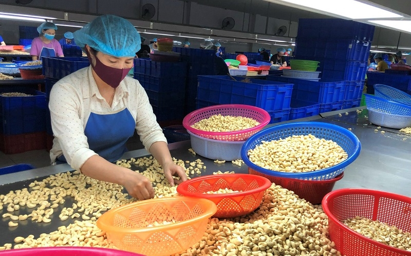 Vietnam remains world’s largest cashew kernel exporter