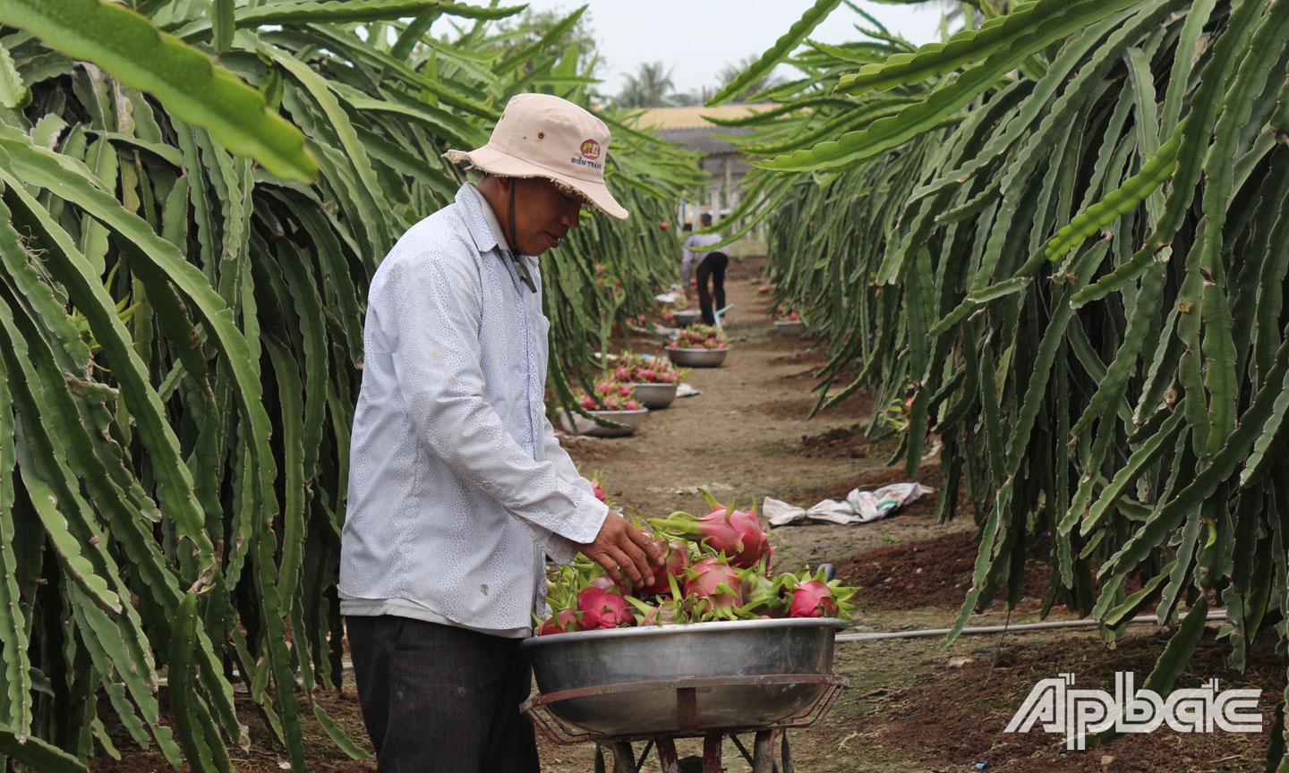 Cần thay đổi tư duy sản xuất và tiêu thụ thanh long. 			Ảnh: HỒNG LÊ