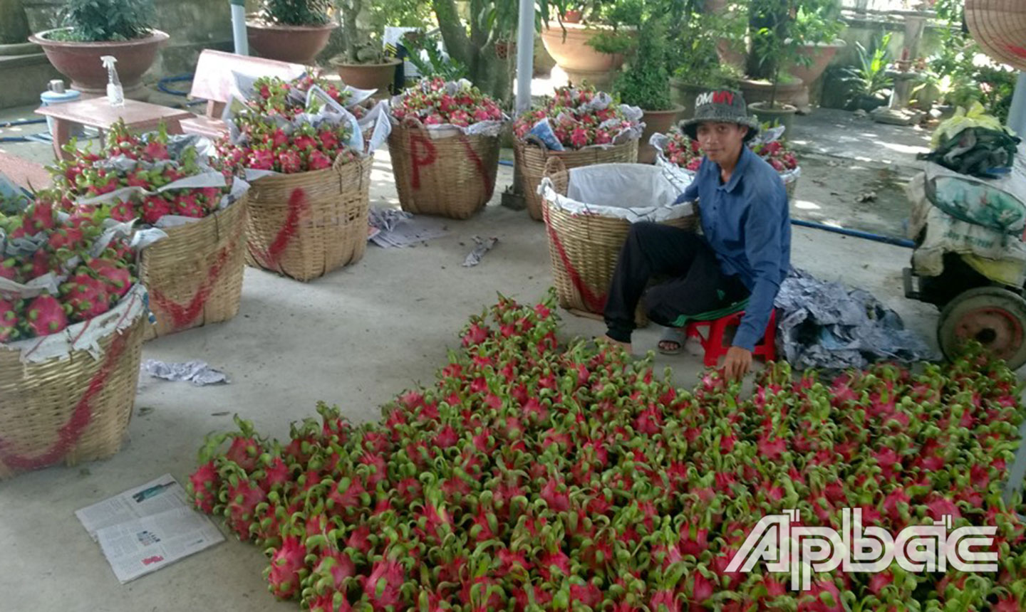 Thanh long là 1 trong 2 cây trồng chủ lực của người dân ấp Nhựt Tân.