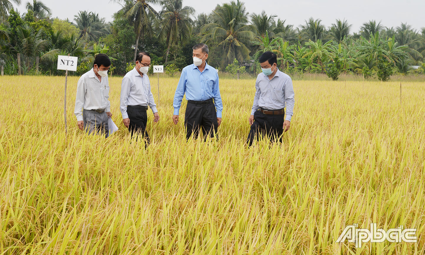 Lãnh đạo Cục Bảo vệ thực vật và Sở Nông nghiệp và Phát triển nông thôn tỉnh Tiền Giang khảo sát mô hình giảm phân bón trong sản xuất lúa.