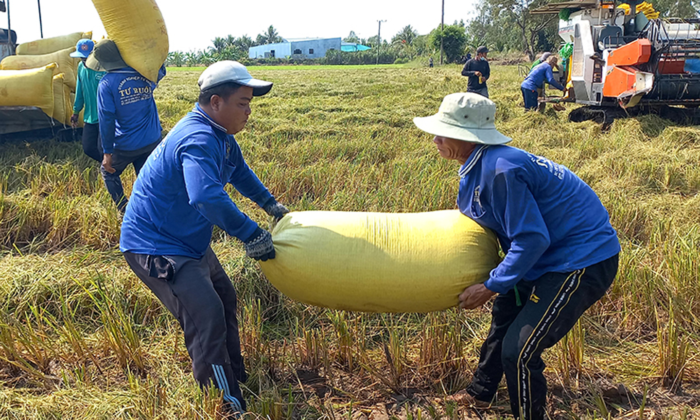 Nông dân tỉnh Long An thu hoạch lúa đông xuân. 