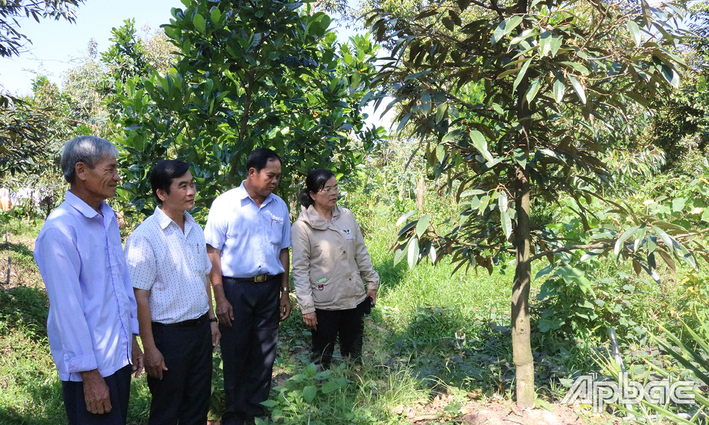 Từ nguồn vốn tín chấp thông qua tổ chức Hội, CCB Nguyễn Văn Hai (bìa trái), ở ấp Xuân Kiển, xã Hội Xuân đã phát triển  kinh tế gia đình, vươn lên thoát nghèo. 