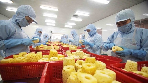 Processing pineapple for export (Photo: VNA).