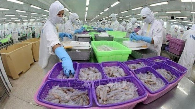 Processing shrimp for export. (Photo: VNA).