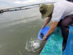 Breeding aquatic animals released to help recover fisheries resources