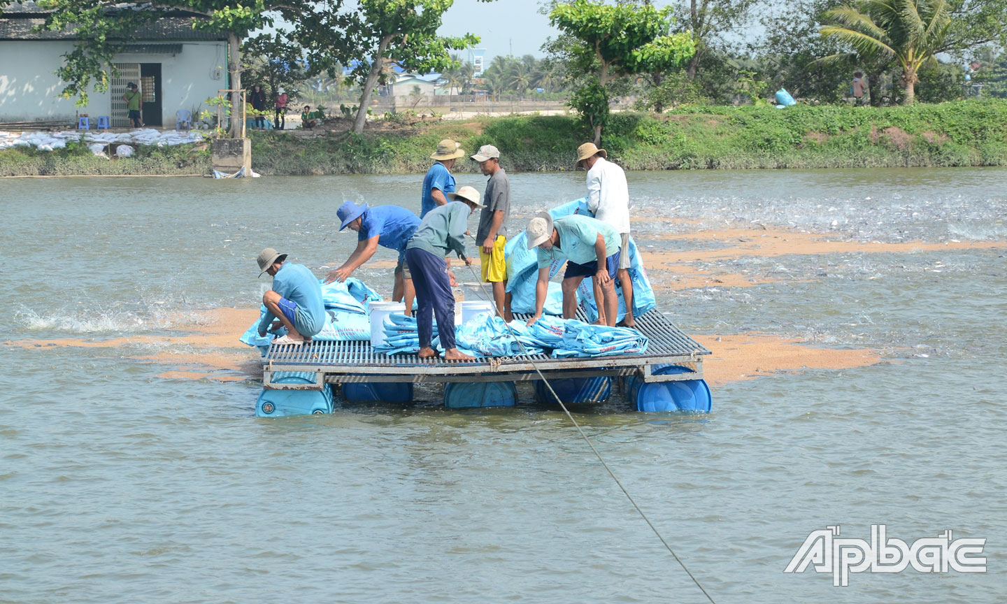 Người nuôi cá đang đau đầu với chi phí thức ăn tăng cao.