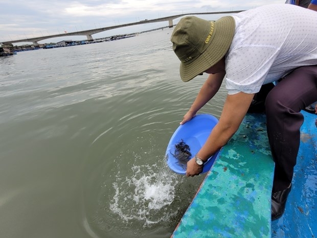 Breeding fish are released in Ba Ria - Vung Tau province on April 1 (Photo: VNA).