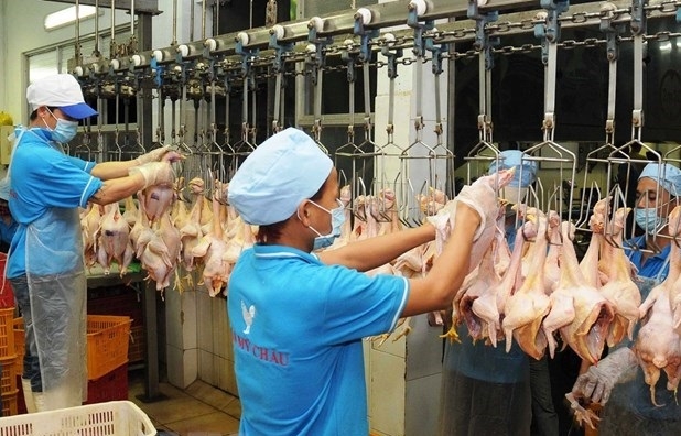 Processing chicken meat (Photo: VNA).