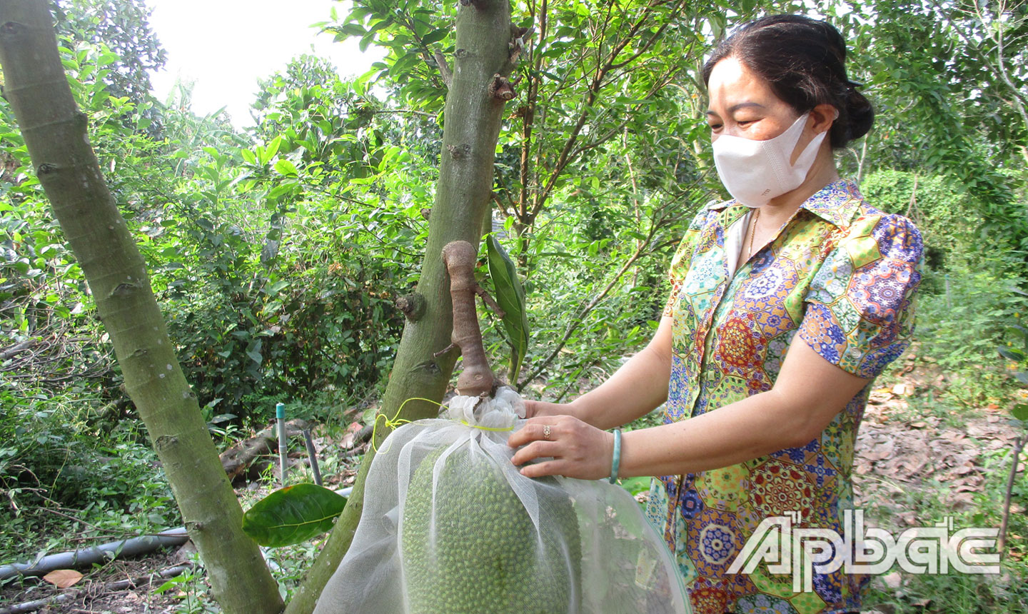 Chị Giang (ấp 6, xã Thạnh Lộc) vay vốn từ chương trình cho vay giải quyết việc làm đã cải tạo vườn mít Thái đang cho thu hoạch.