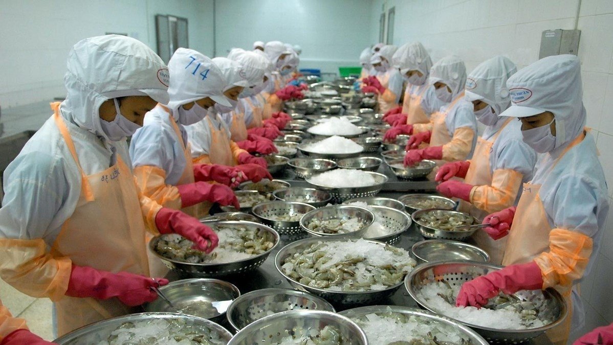 Processing shrimps for export (Photo: VNA).