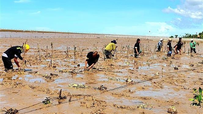 Chau town plant new forest. (Photo: VNA).