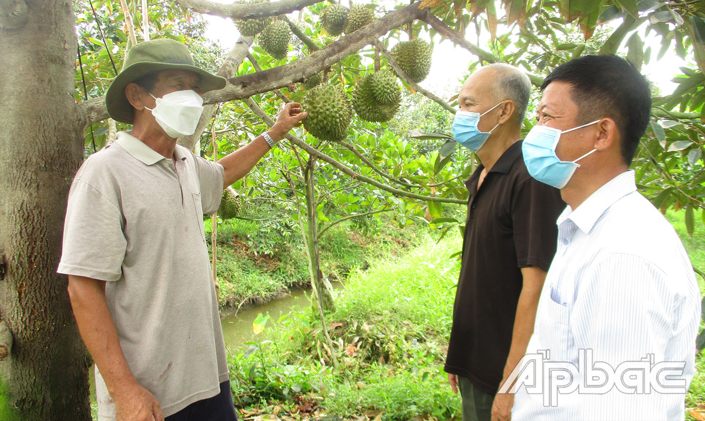 Chi bộ ấp 1 tập trung lãnh đạo phát triển kinh tế vườn chuyên canh, nâng cao thu nhập cho người dân.
