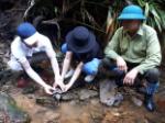 70 turtles released at Sao La Nature Reserve