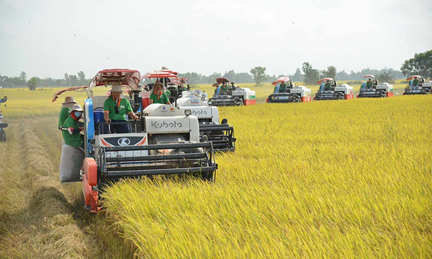 Theo quy hoạch, nông nghiệp đồng bằng sông Cửu Long tiếp tục chuyển đổi mạnh mẽ, bớt phụ thuộc vào cây lúa. Ảnh: N.Thủy