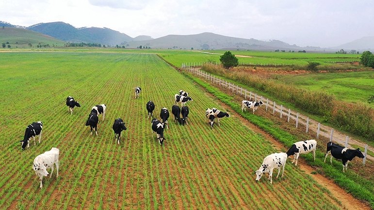 A cow farm of Vinamilk.