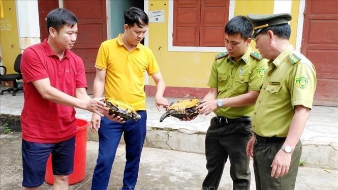 The handover of the three rare impressed tortoises. (Photo: VNA).