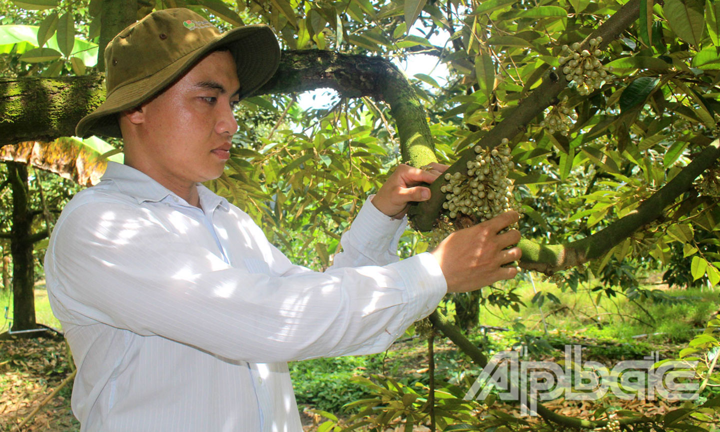 Anh Phạm Văn Sắt chăm sóc sầu riêng đang ra hoa.