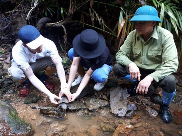 One of the turtles is released. (Photo: VNA).