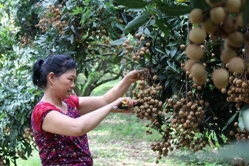 Longan has been grown in Xuan Thuy commune (formerly Son Thuy) since 1989 and its area now reaches nearly 200 hectares. (Photo: baohoabinh.com.vn).