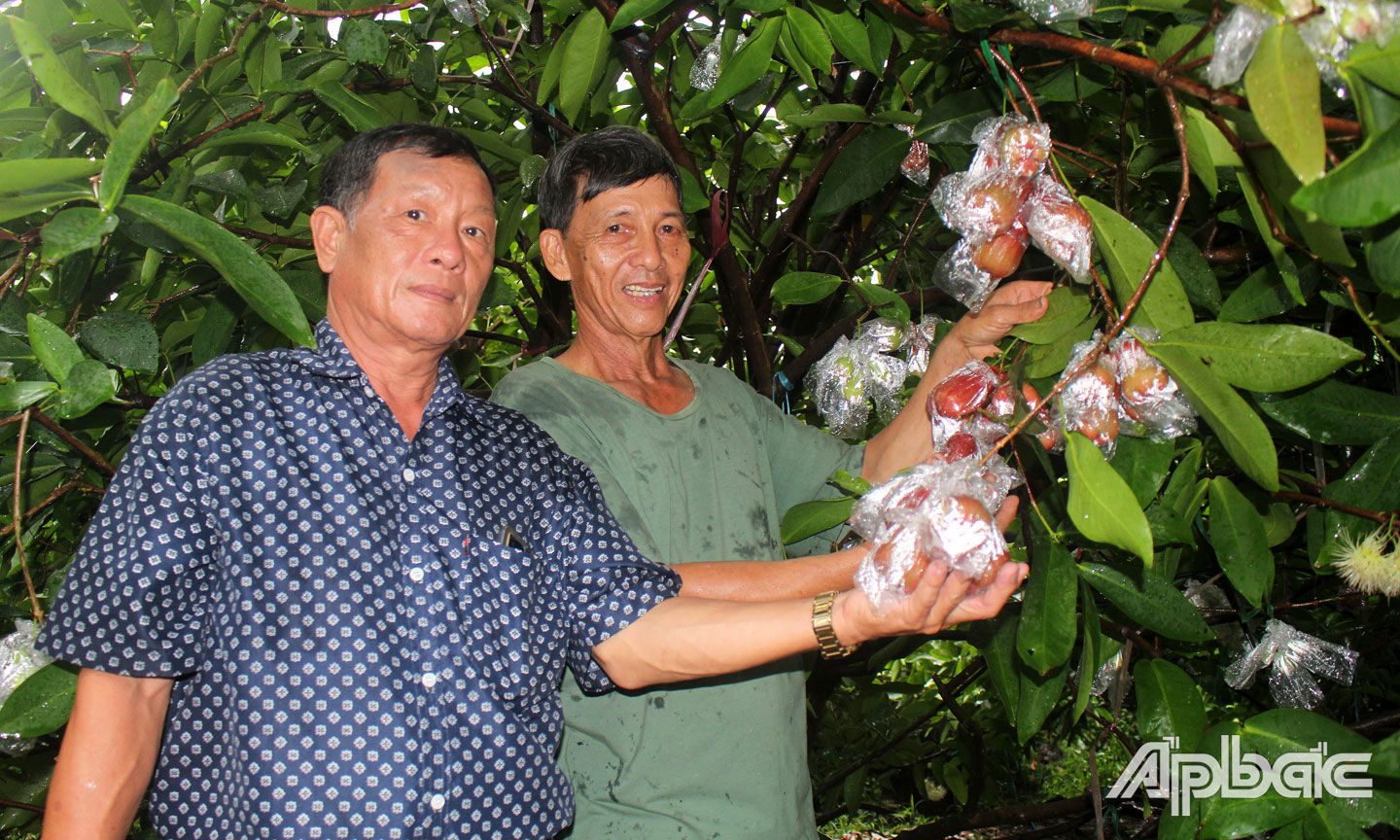 Chủ tịch Hội Nông dân xã An Thái Đông Tô Văn Bảy (bìa trái) cùng nông dân thăm vườn, hỗ trợ kỹ thuật trong sản xuất mận An Phước.