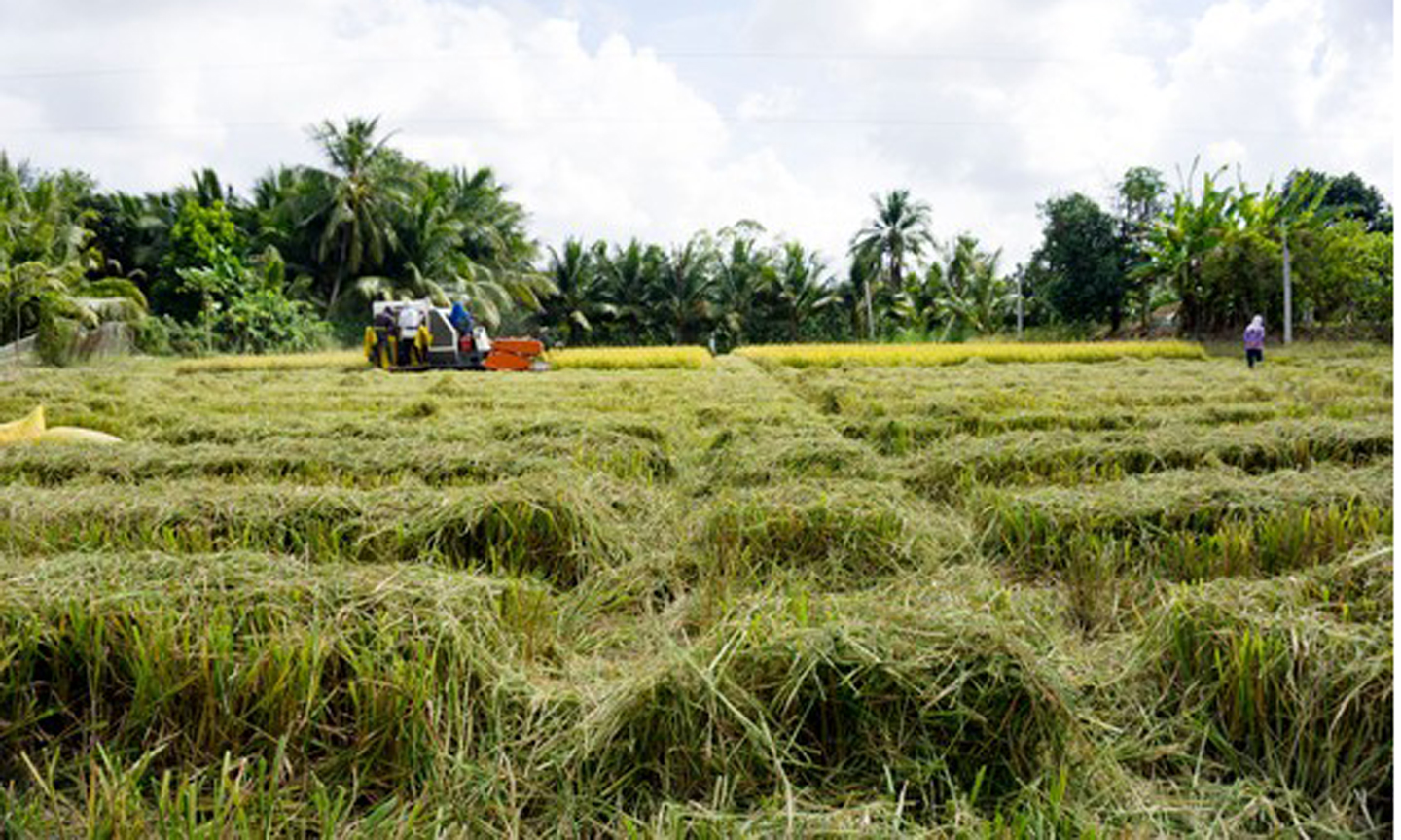 Nông dân tỉnh Sóc Trăng thu hoạch lúa. Ảnh: CAO LONG