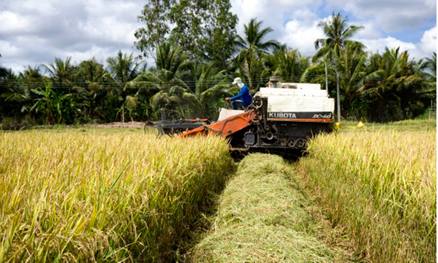 Nông dân Sóc Trăng thu hoạch lúa. Ảnh: CAO LONG