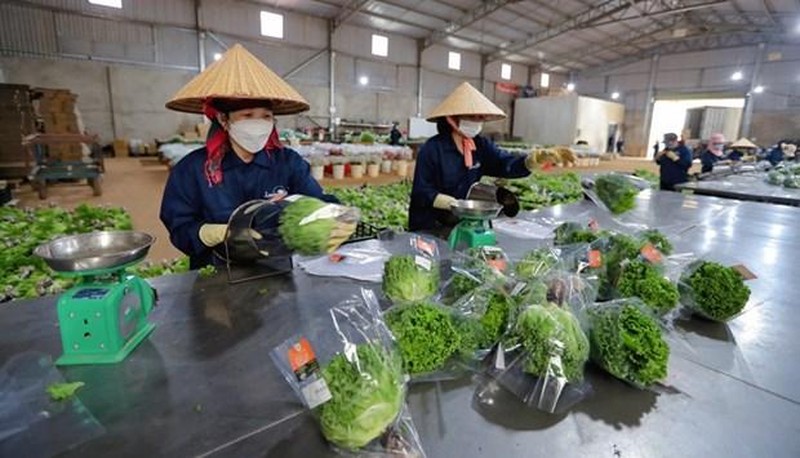 Workers at Langbiang Farm in Da Lat city. (Photo: baolamdong.vn).