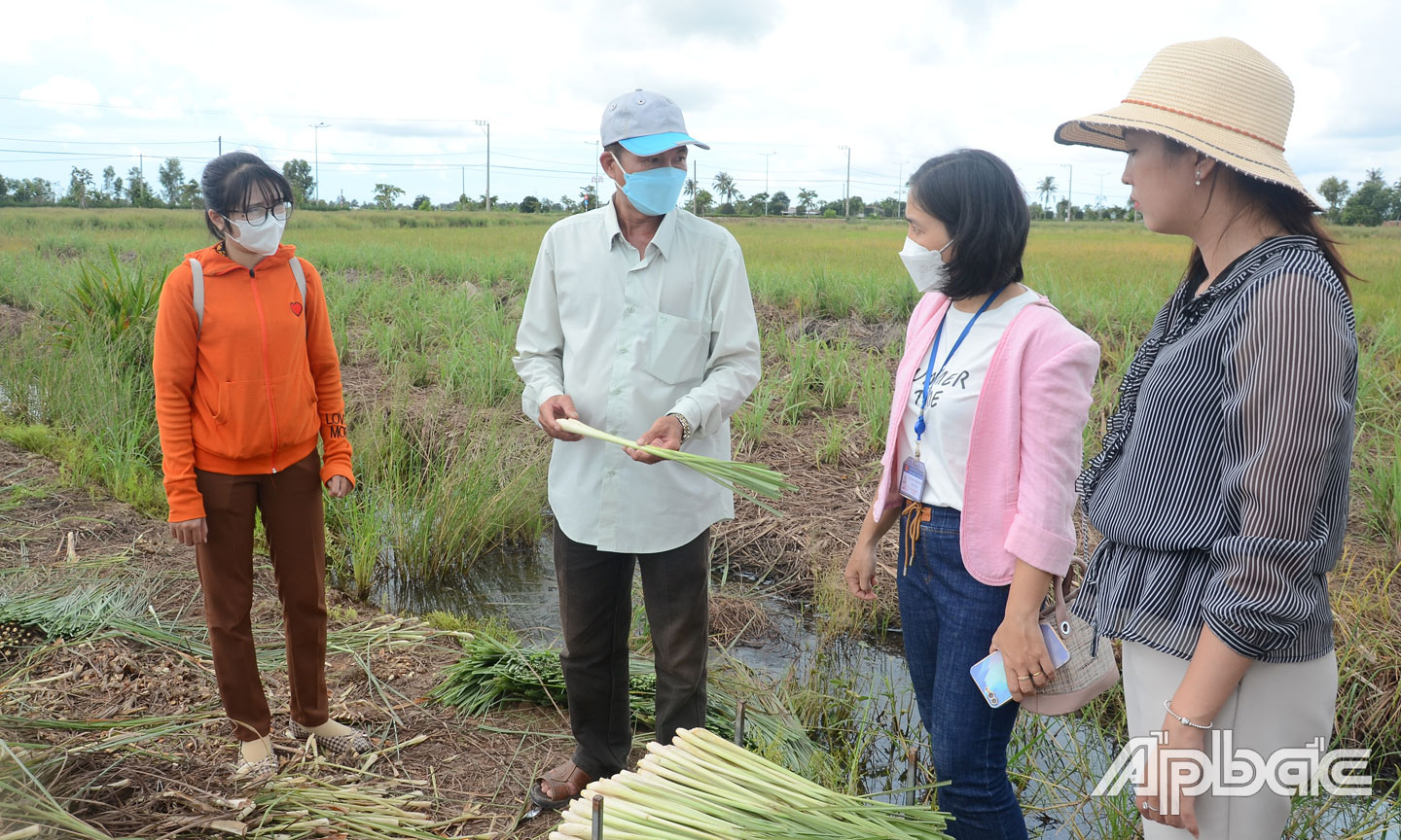 HTX Cây sả Tân Phú Đông đang đẩy mạnh sản xuất theo tiêu chuẩn VietGAP, tìm kiếm thị trường. 