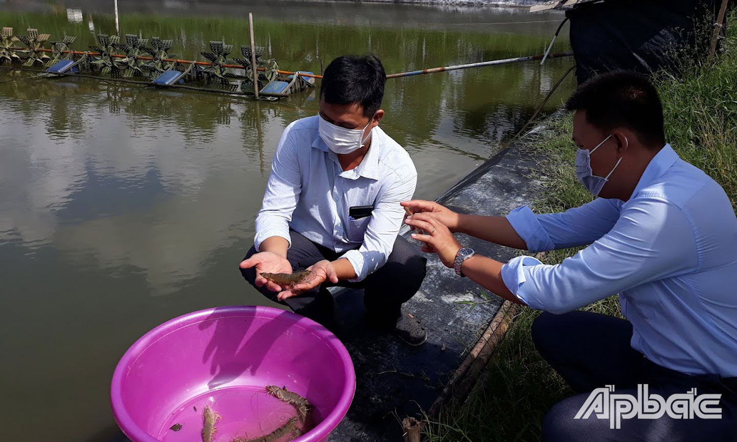 Kiểm tra đánh giá tại mô hình nuôi.