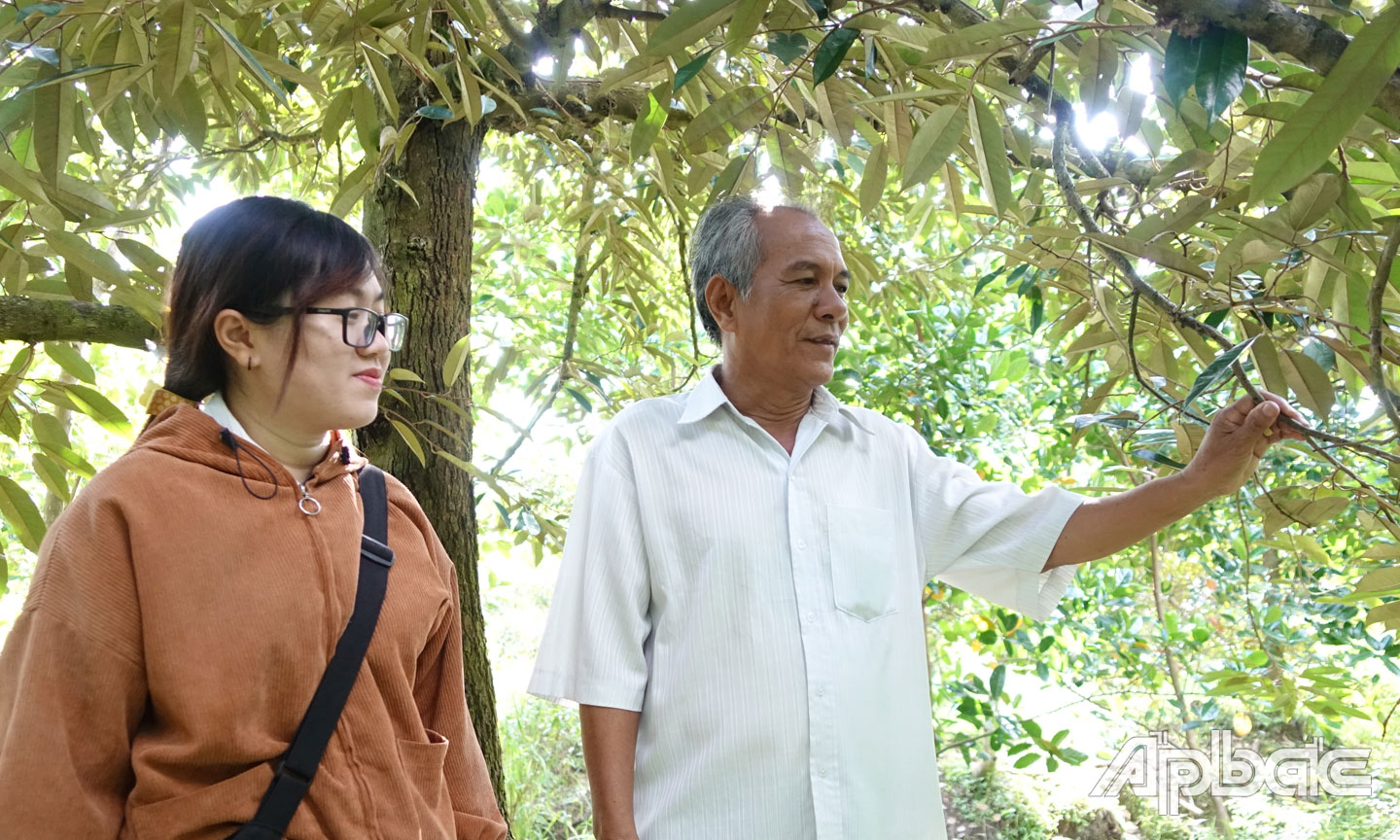 Ông Phan Văn Tặng với diện tích sầu riêng áp dụng quy trình sản xuất VietGAP. 