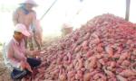 Vietnamese bird's nests, sweet potatoes to be officially exported to China