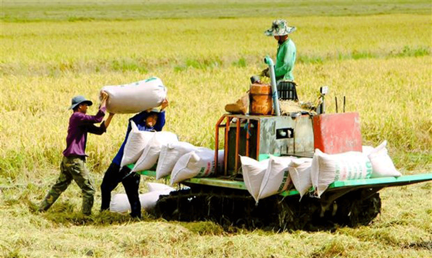 Thu hoạch lúa ở quận Ô Môn, thành phố Cần Thơ. Ảnh minh họa: Thanh Liêm/TTXVN