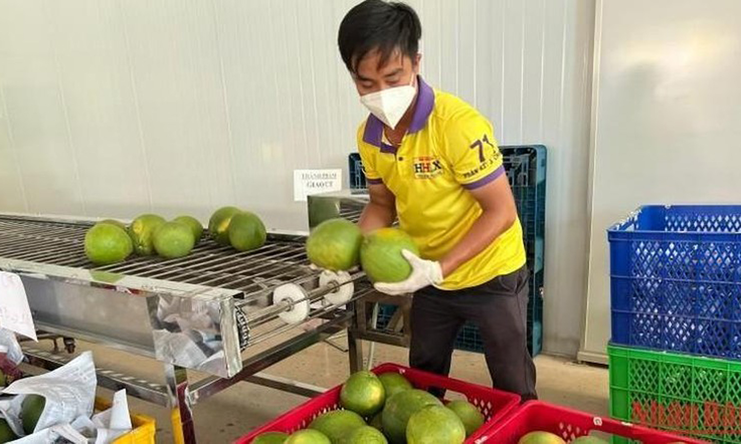 The first batch of green-skinned pomelos grown in Ben Tre will be exported to the US in late November.