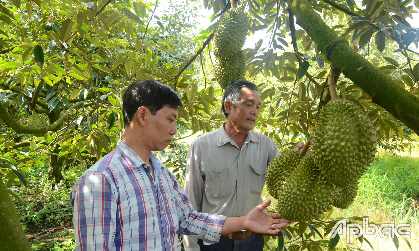 Cần tận dụng  cơ hội đối với sầu riêng. 					                                         Ảnh: MINH THÀNH