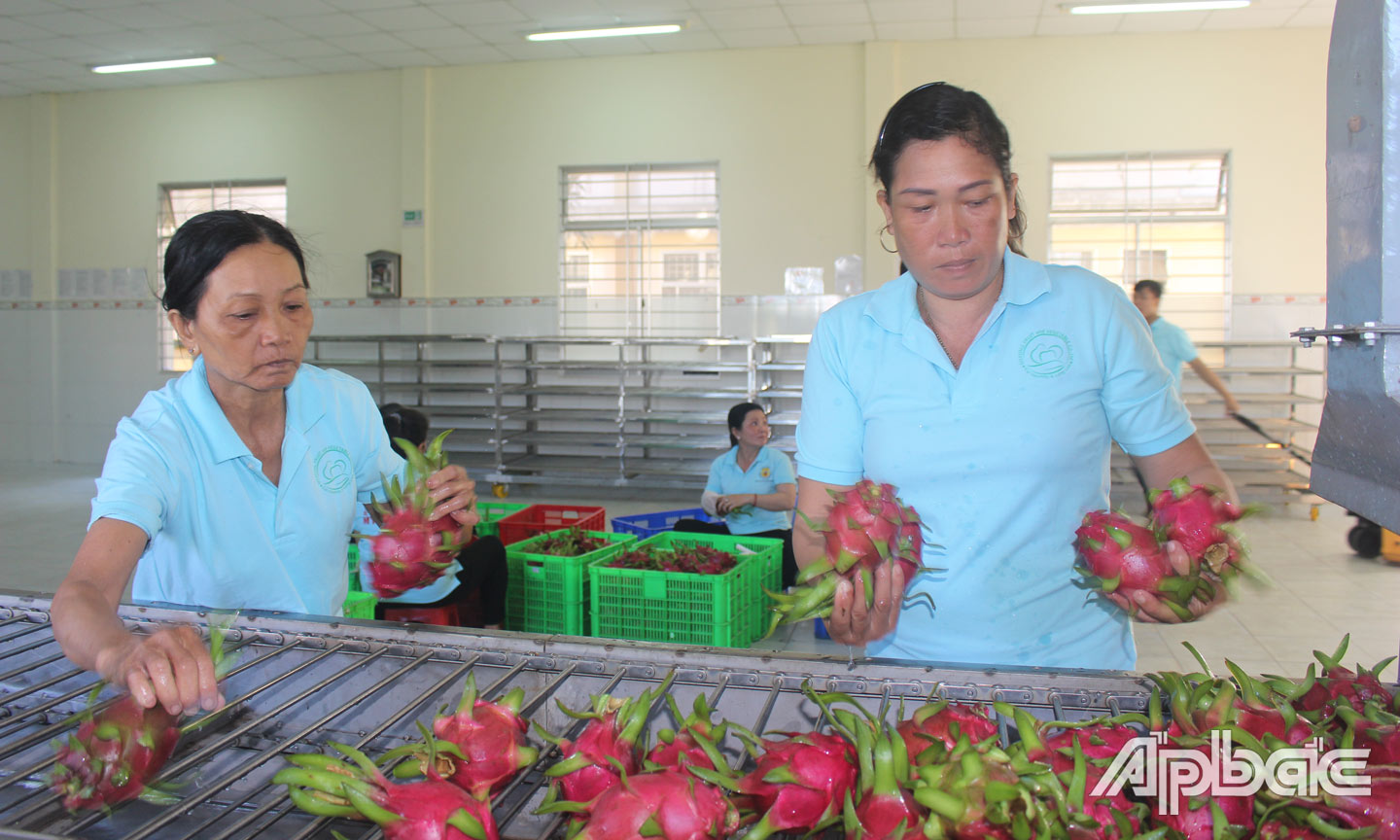 Huyện Chợ Gạo đang đẩy mạnh hỗ trợ phát triển KTTT.