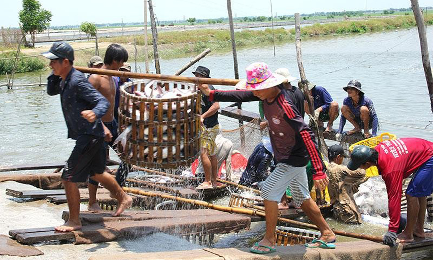 Thu hoạch cá tra ở thành phố Hồng Ngự.