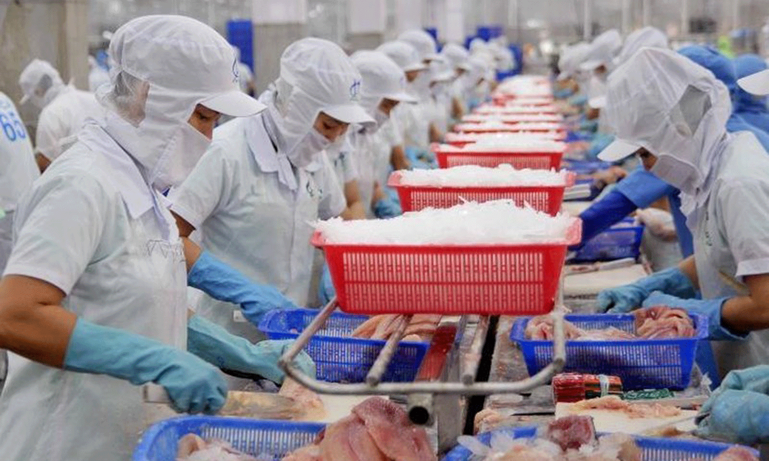 More than 90% of Tra fish (Pangasius hypophthalmus) available in the US market comes from Vietnam. (Photo: VNA)