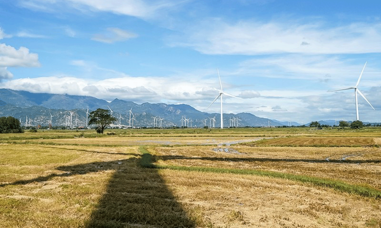 A wind farm in Ninh Thuan.