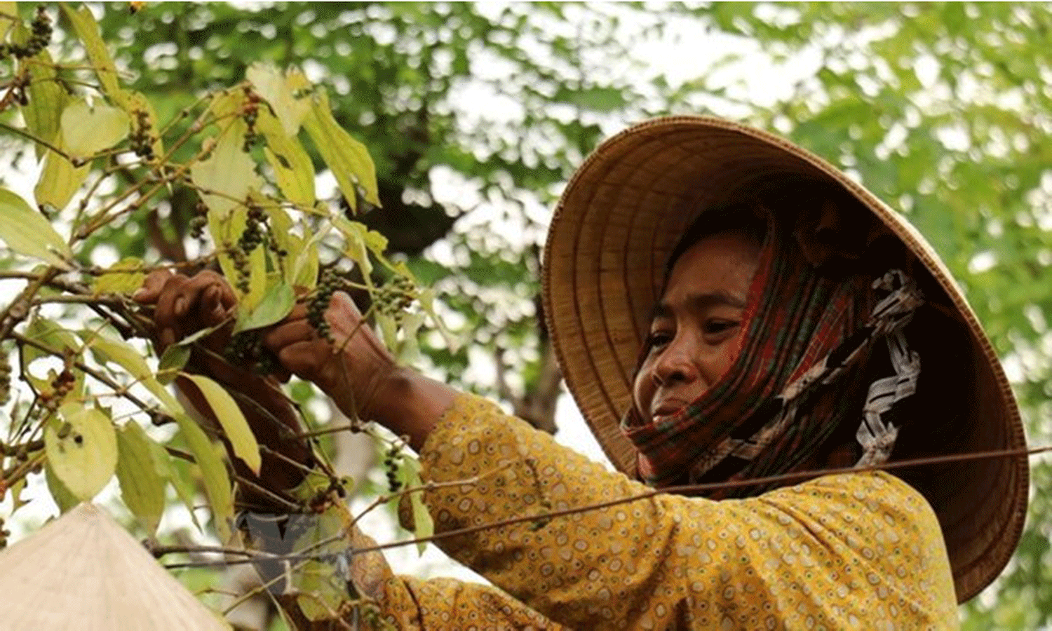 A farmer harvests peppercorns. (Photo: VNA).