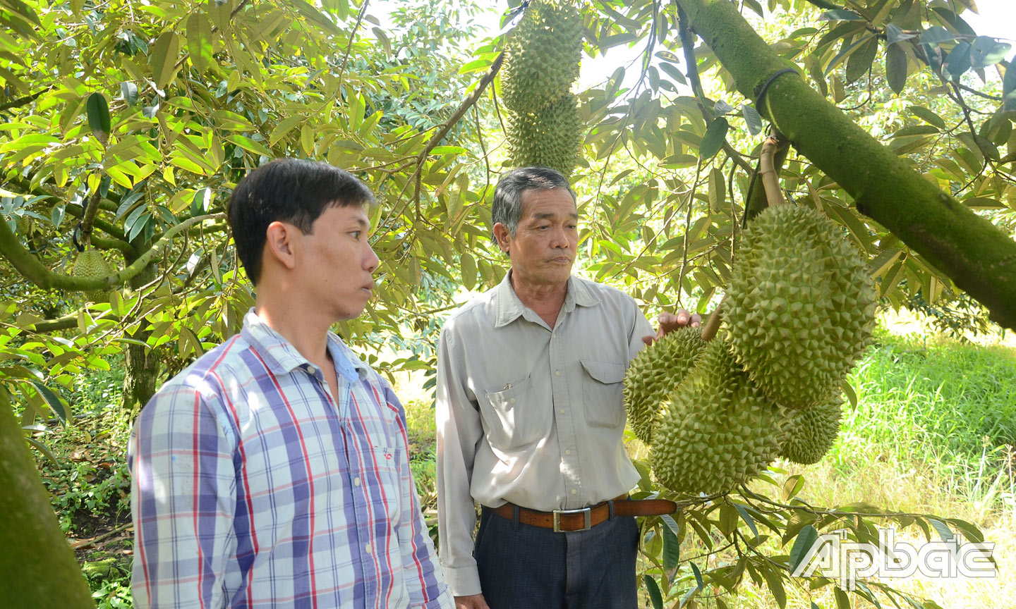  Sầu riêng được xem là thế mạnh, được tập trung đầu tư.                                                         Ảnh: Minh Thành