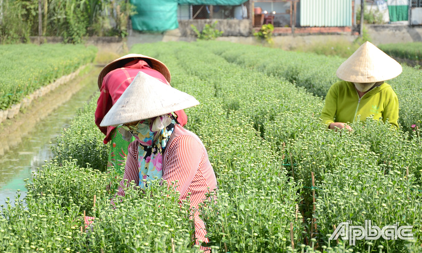 Nông dân xã Mỹ Phong tích cực chăm sóc hoa tết.