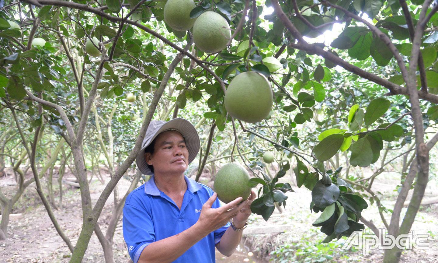 THT bưởi da xanh Tân Mỹ Chánh đang chuẩn bị bưởi cho vụ tết.