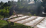 Bánh tráng Hậu Thành: Rộn ràng vào vụ tết