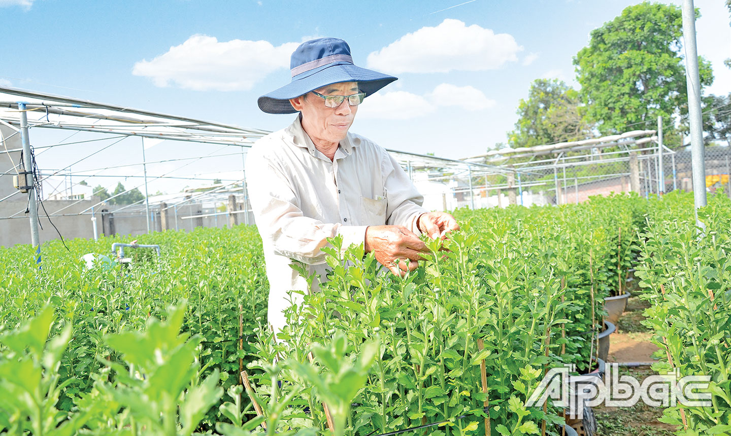 Ông Bảy Nhung, Tổ trưởng Tổ hợp tác hoa tươi xã Mỹ Phong đang chăm sóc hoa vụ tết.  	 			                                                                                         Ảnh: Minh Thành