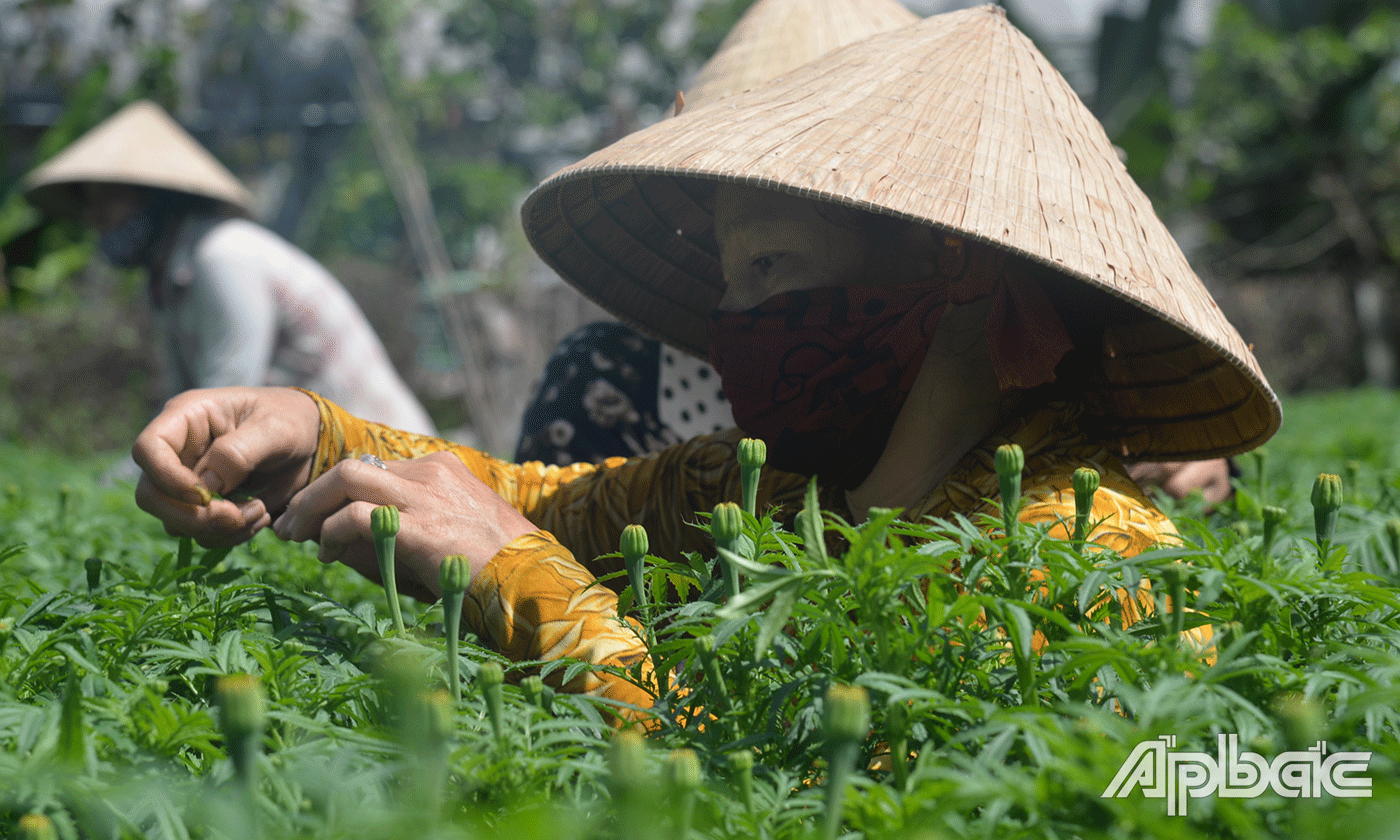 Nông dân ấp Hậu Hoa, xã Hậu Thành, huyện Cái Bè đang tất bật chuẩn bị cho vụ hoa Tết.