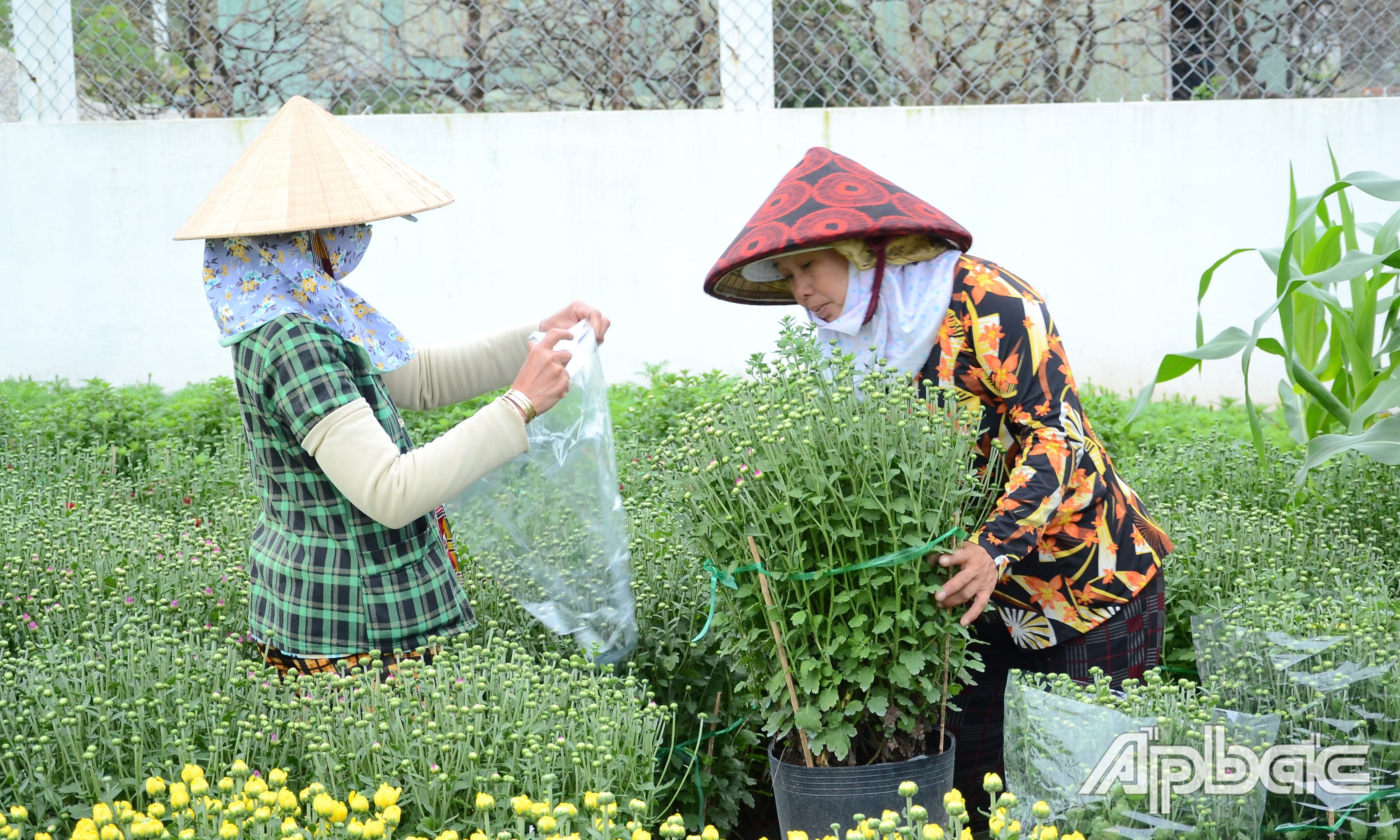 Người dân bó hoa để giao cho thương lái.